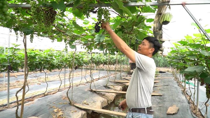 Video: Vườn nho 10.000 m2 trĩu quả ở Hà Nội 
