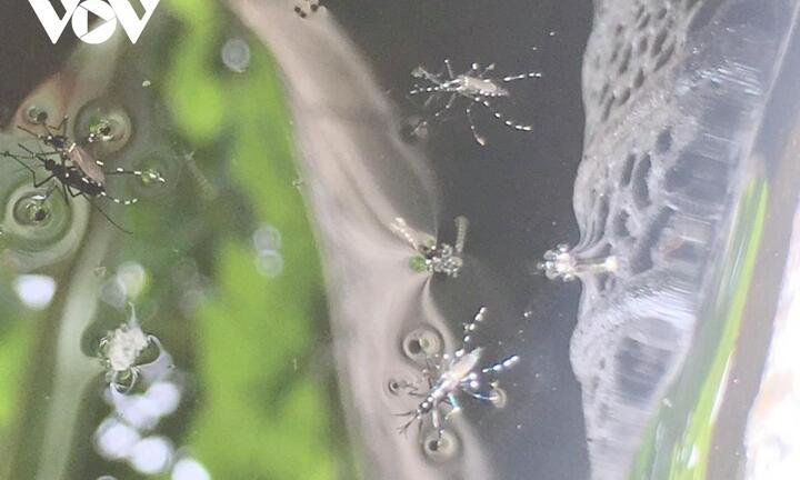 Ca mắc sốt xuất huyết tại Đồng Tháp tăng hơn 150% so với năm 2021