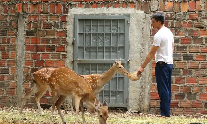 Video: Nuôi hươu sao lấy nhung, chàng trai phố núi thu hơn 100 triệu mỗi năm 