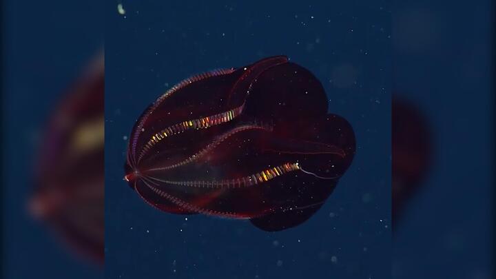 Video: Lộ diện loài sứa tuyệt đẹp dưới lòng biển sâu