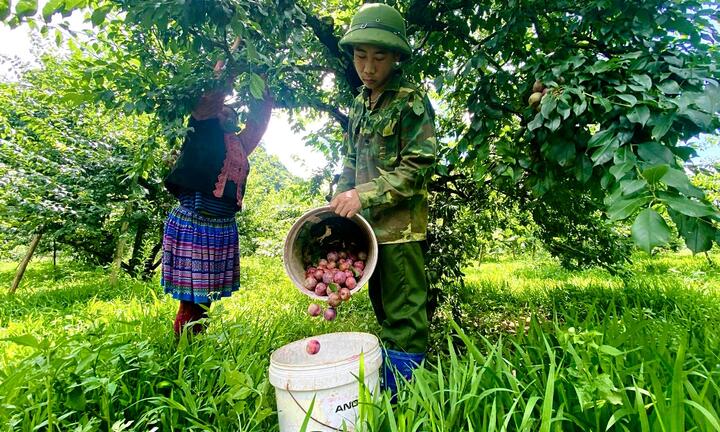Ảnh: Mận Sơn La được mùa, thương lái nườm nượp đến thu mua