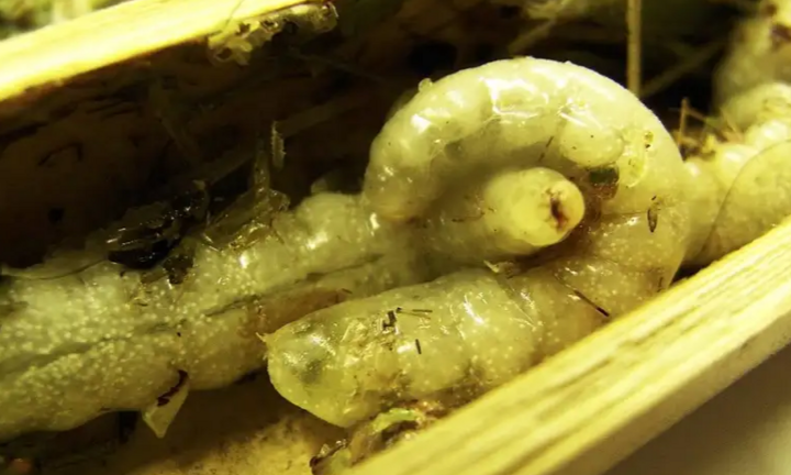 Ấu trùng tò vò ăn thịt anh chị em cùng mẹ