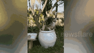 Video: Chú chó đáng yêu, tự nhảy vào lu nước tắm mát