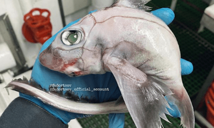 Bắt được chú cá kỳ quái có vẻ ngoài giống Pokemon