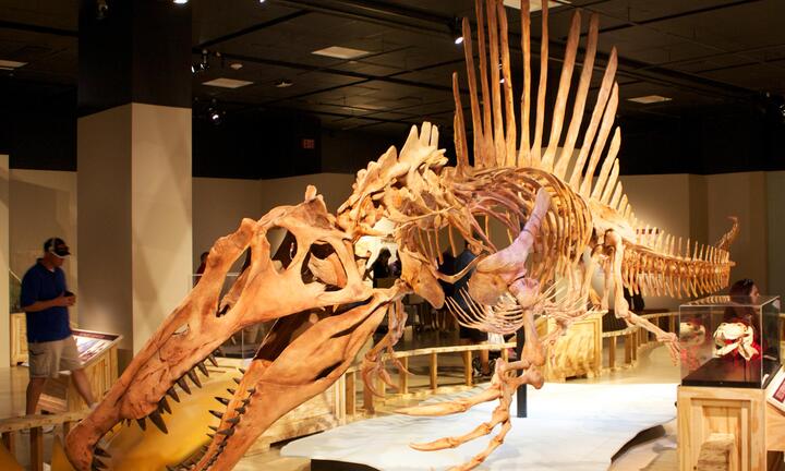 Phát hiện hóa thạch khủng long khổng lồ ở Anh