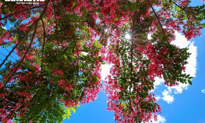 Ảnh: Phượng hồng rợp trời Đà Lạt khiến du khách ngẩn ngơ