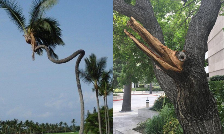 Những thân cây do Mẹ thiên nhiên tạo ra lúc bị 