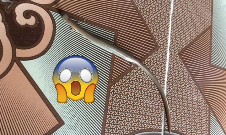 Đang quét nhà bỗng thấy ‘rắn mọc chân’ rơi xuống, người sợ, người khen đáng yêu 