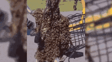 Video: Bầy ong làm tổ trên xe đạp trong 15 phút