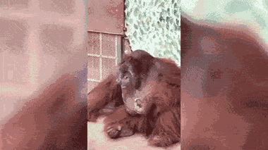 Video: Đười ươi hút thuốc trong Thảo cầm viên Sài Gòn