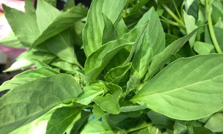 Đem mớ rau từ Đà Lạt ra Hà Nội bán giá đắt hơn thịt gà đặc sản