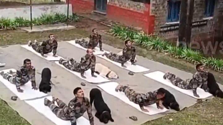 Video: Sĩ quan Quân đội Ấn Độ tập Yoga cùng chó cưng