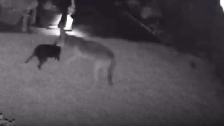 Video: Chó sói hung hãn tấn công chó nhà 