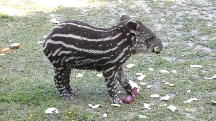 Video: Lợn vòi siêu quý hiếm chào đời tại vườn thú Vương quốc Anh 