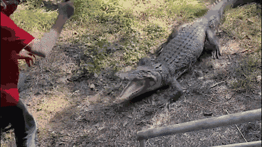 Video: Bị tấn công, người đàn ông cầm chảo đập thẳng vào hàm cá sấu 