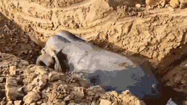 Video: Dùng máy xúc đào đường dẫn giải cứu voi