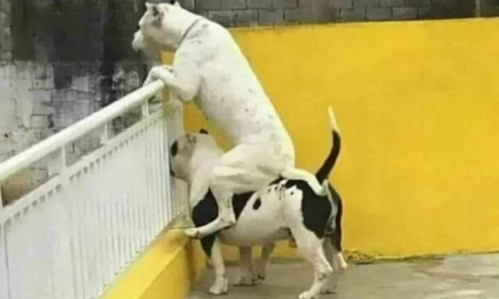 Hết hồn với biệt tài 'hóng biến' cực căng của chó mèo, các thím hàng xóm thua xa