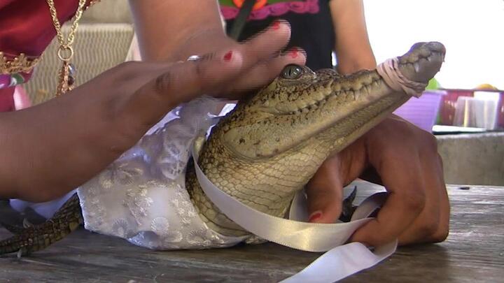 Video: Thị trưởng ở Mexico kết hôn với cá sấu 