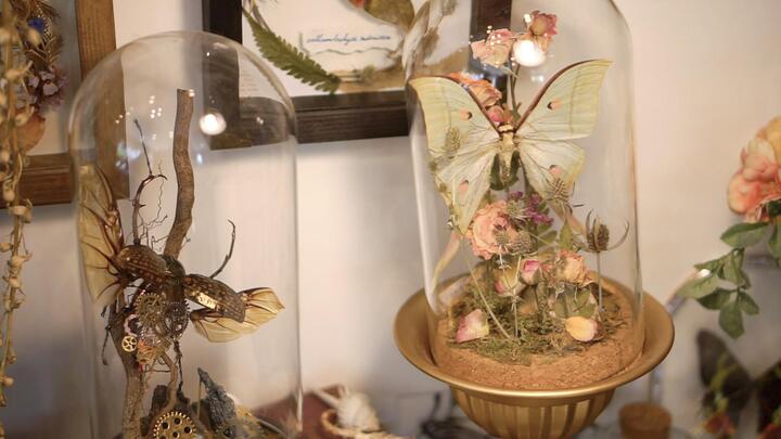 Video: Biến hoa khô, tiêu bản bướm thành khu vườn 'thần tiên'