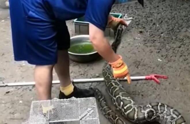 Mãng xà gặp họa vì quá tham ăn: Nuốt 9 con gà, lăn ra ngủ rồi bị bắt