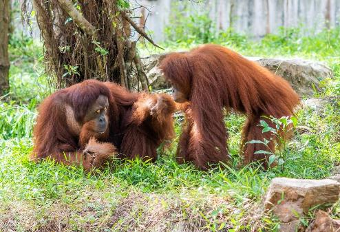 Hành trình đưa cặp đười ươi Sumatra đến Vinpearl Safari