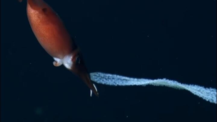 Video: Kỳ lạ mực mang theo trứng bảo vệ con dưới biển sâu 