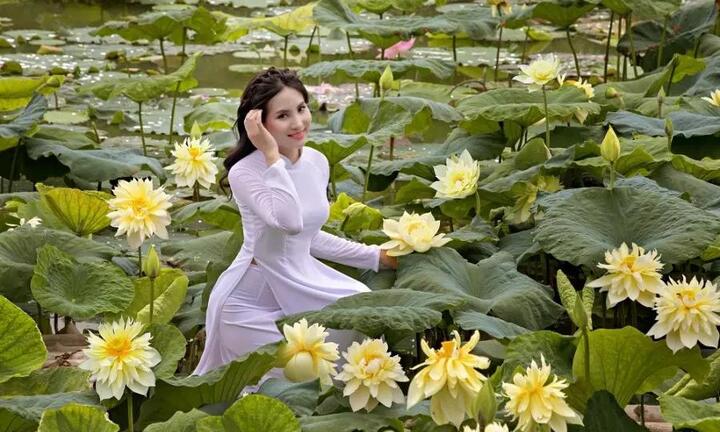 Video: Đầm sen vàng nở rộ, giới trẻ thích thú check-in