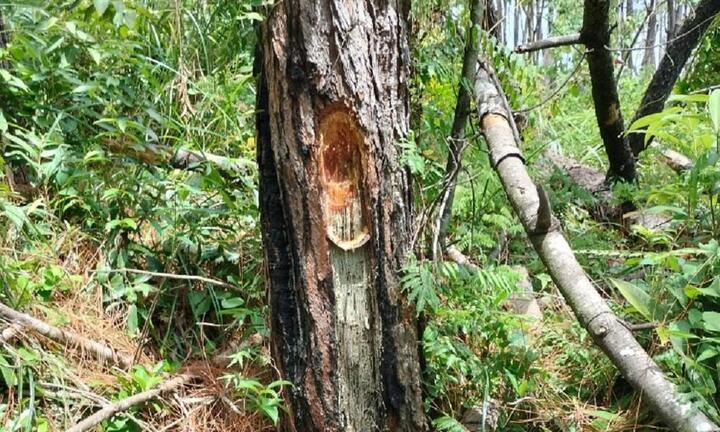 Cận cảnh hàng trăm cây thông ở Quảng Nam bị 'đầu độc' bằng hóa chất