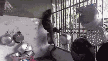 Video: Thằn lằn khổng lồ 'đột nhập' nhà dân ở Thái Lan