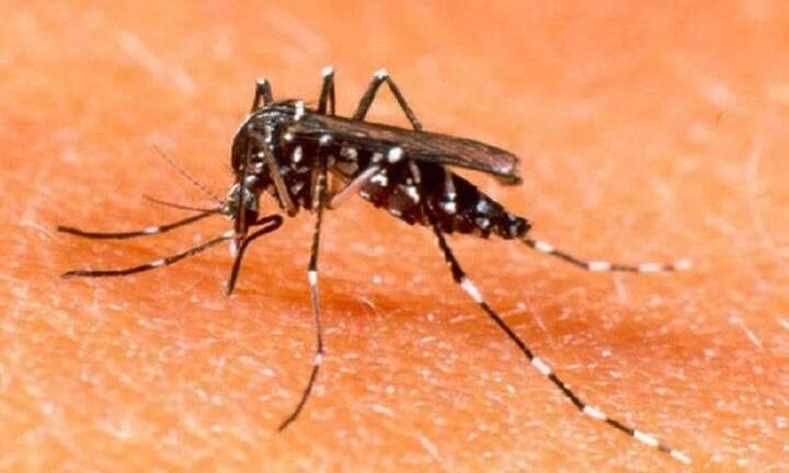 TP.HCM, Bình Dương có thêm 3 ca tử vong do sốt xuất huyết