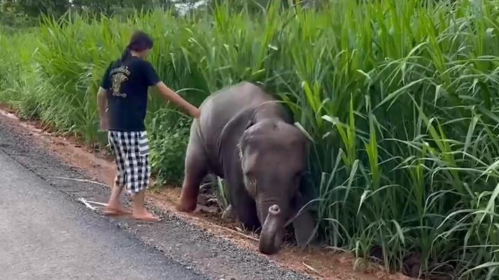 Video: Cô gái giải cứu voi con khỏi vũng bùn