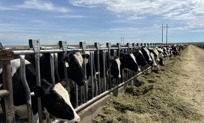 Vinamilk nhập 1.000 bò sữa HF từ Mỹ về tổ hợp trang trại Lào