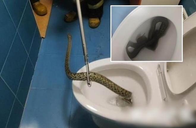 Tưởng người nhà quên xả nước bồn cầu, khiếp sợ khi phát hiện sự thật 