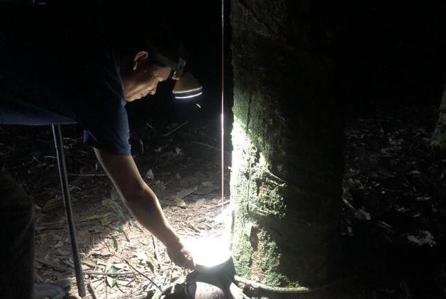 Thâu đêm 'đào vàng trắng'