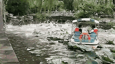 Video: Kinh ngạc cảnh hàng trăm con cá nhảy tung tăng trên mặt hồ