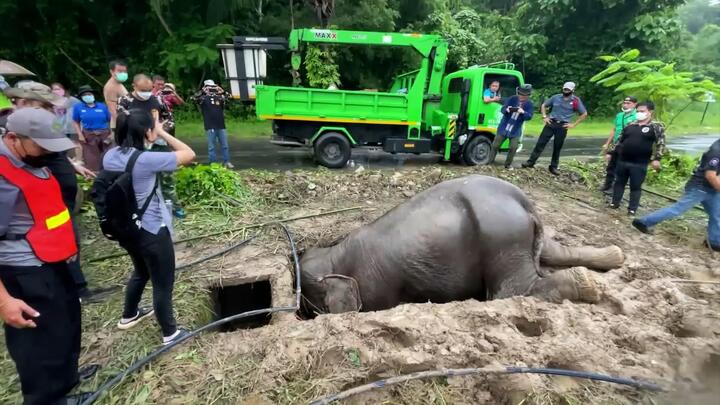Video: Hơn 3 giờ cứu voi mẹ và voi con ngã xuống cống nước ở Thái Lan