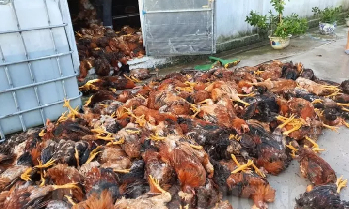 Video: Hơn 6.000 con gà chết sau tia sét