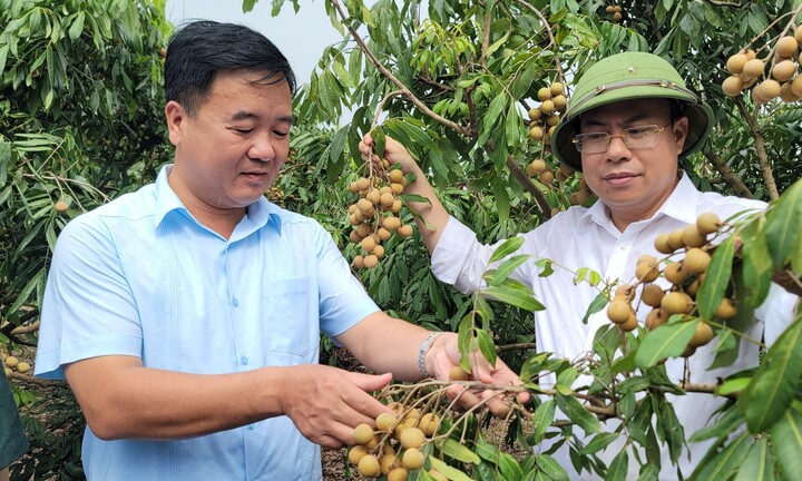 Hải Dương: Mở vườn thu hái nhãn xuất khẩu đi Châu Âu năm 2022