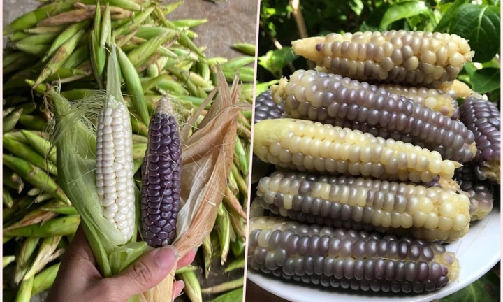 Chị em đua nhau lùng mua ngô nếp tí hon độc lạ