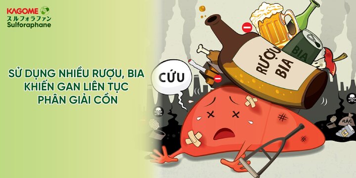 Cơ chế hợp chất sulforaphane đào thải rượu, bia ra khỏi cơ thể