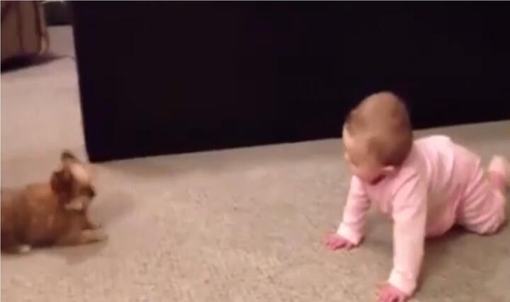 Em bé hồn nhiên 'cãi nhau' với cún cưng