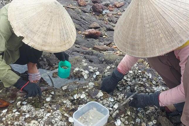 Nghề 'mổ' hàu trên vịnh Hòn La