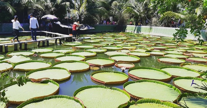 Ngôi chùa có hồ sen ‘mọc’ lên từ hố bom, lá sen khổng lồ có thể đỡ được cả người