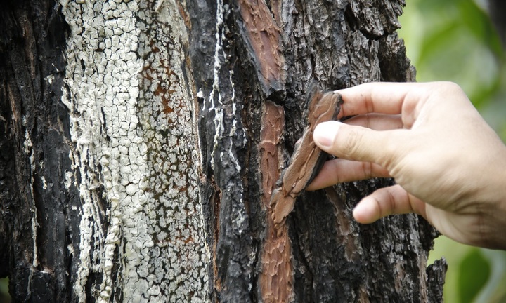 Rừng thông ở Quảng Nam bị 'đầu độc' bằng hóa chất: Lãnh đạo tỉnh chỉ đạo 'nóng'