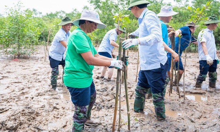 Video: Đoàn công tác UNDP lội bùn trồng rừng ở Thanh Hóa