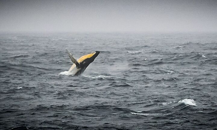 Dự báo về cuộc đại tuyệt chủng thứ 6 trên hành tinh