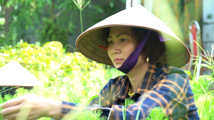 Video: Nông dân trồng cây xanh thu gần 3 tỷ đồng mỗi năm