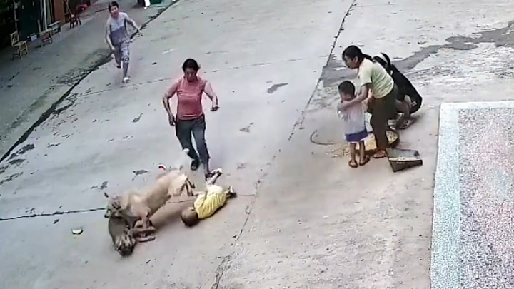 Video: Chó hoang tấn công cậu chủ, chó nhà giải cứu nhanh như chớp 