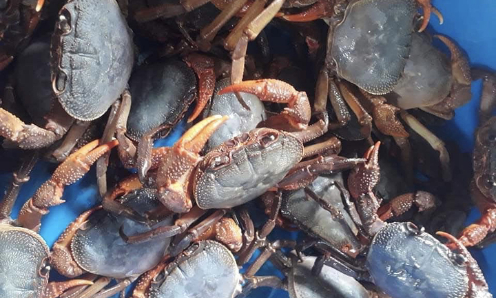 Đua nhau săn đặc sản cua đá, giá gần 300.000 đồng/kg