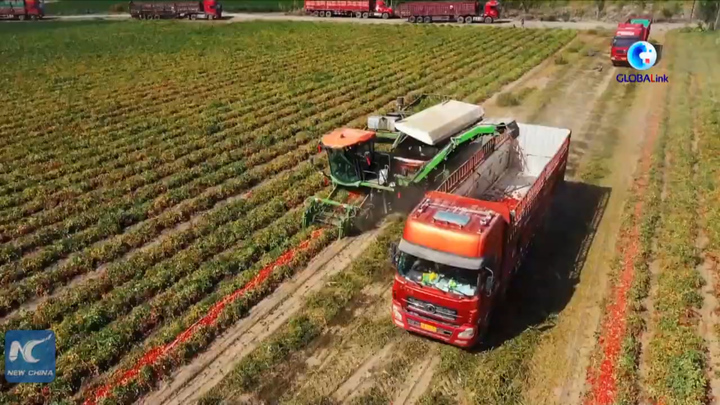 Video: Cỗ máy thu hoạch cà chua thay thế 150 nhân công